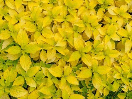 coleus leaves yellow color close up, top viewの写真素材