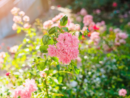 small pink ground cover rose flowers in the rays of the sun close-upの写真素材