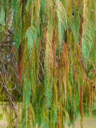 multi-colored branches of the cashmere cypress (Cupressus cashmeriana) close-upの写真素材
