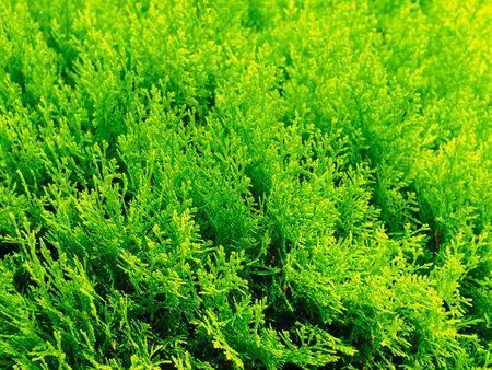 green thuja bush in the sun