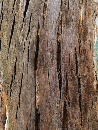 cracked tree barkの写真素材