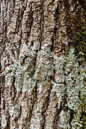 close-up of the bark of an old tree with cracks, mosses and lichensの写真素材