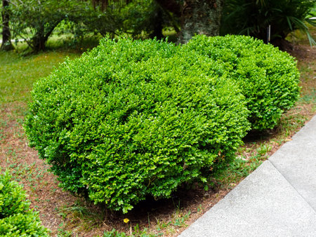 evergreen boxwood bushes in the arboretumの写真素材