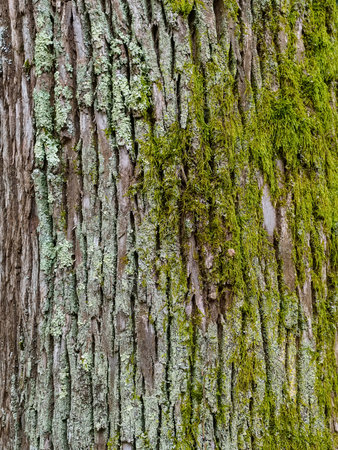 tree bark with mosses and lichensの写真素材