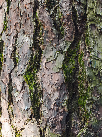 old pine bark pattern with moss - vertical textureの写真素材