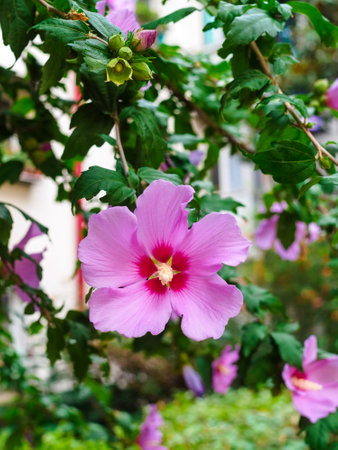 blooming bush of Syrian hibiscus in the cityの写真素材