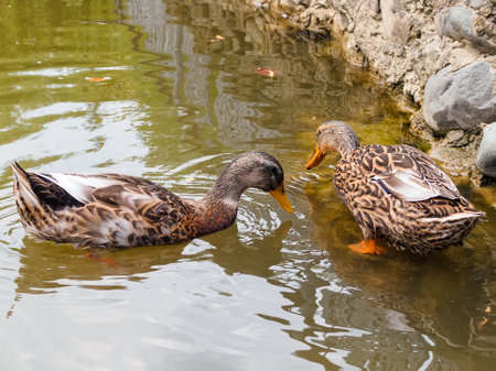 two ducks on the shore of an artificial pond in the parkの写真素材