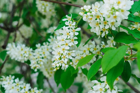 lovely small white flowers of bird cherry on a branch close-upの写真素材