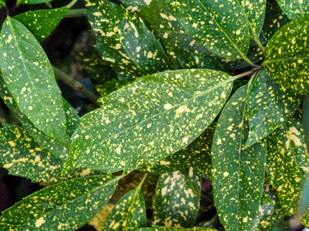spotted leaves of aucuba dogwood family close-upの写真素材