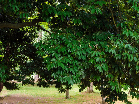 gray oak leaves in the parkの写真素材