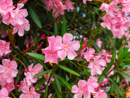 beautiful pink oleander flowers on a bushの写真素材