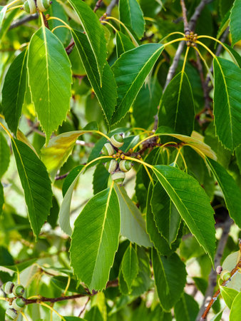 small fruits of gray oak close-upの写真素材