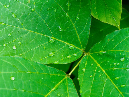 raindrops on large green leaves in the gardenの写真素材