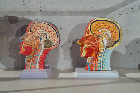 Anatomical model of the human brain, respiratory system and skeleton head model in the biology room...
