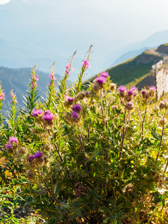 blooming thistle on top of a mountain in summerの写真素材