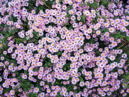 small-flowered perennial asters in a flowerbed in the parkの写真素材
