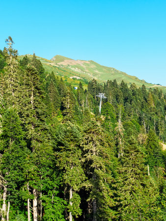 coniferous forest high in the mountains in summerの写真素材