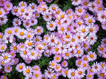 many asters small-flowered perennials in the garden close-upの写真素材