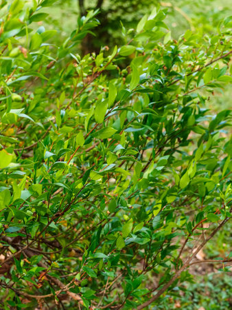 branches of common myrtle - Myrtus communis L. close-upの写真素材