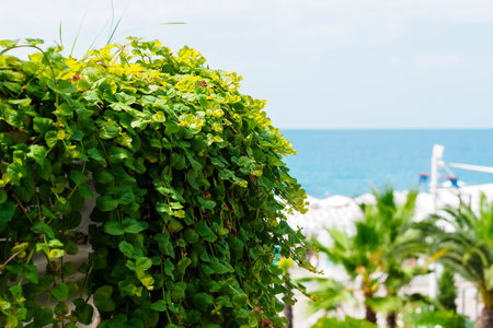 ornamental ampelous plant on the background of the seaの写真素材