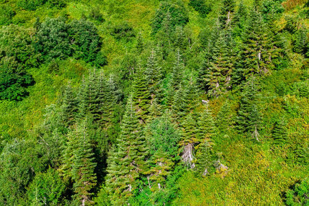 forest in the mountains in summerの写真素材