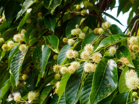 white linden flowers on a branchの写真素材