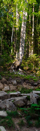 vertical panorama: trees and huge stones in the forest high in the mountains in summerの写真素材