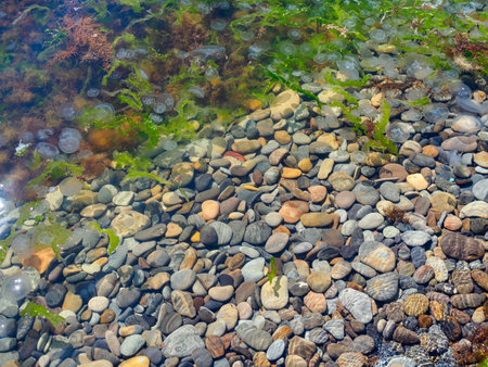 many jellyfish, brown and green algae in the seaの写真素材