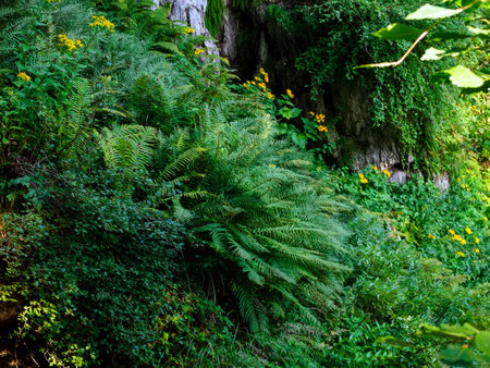 wild fern high in the mountains near the rocks in summerの写真素材