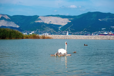 White swan and baby birds in the lagoon in summerの写真素材