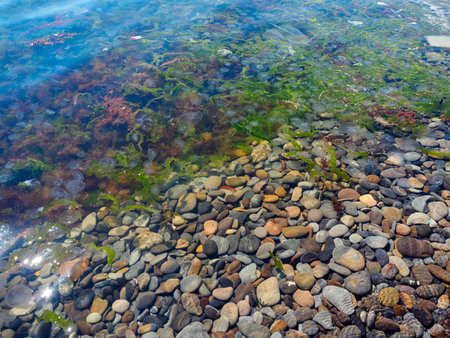 many jellyfish, algae and garbage on the seashoreの写真素材