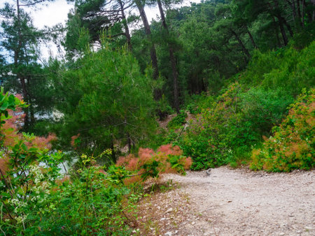 a walking path in a pine forest on a cliff by the sea in summerの写真素材