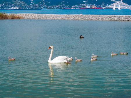 White swan and chicks on a lake in the cityの写真素材