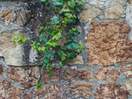 part of an ancient stone wall and green ivy backgroundの写真素材
