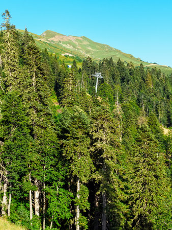 forest with tall evergreen trees on a mountain slope in summerの写真素材