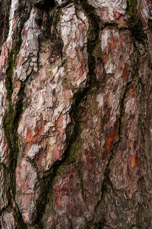 old pine bark close up - textureの写真素材