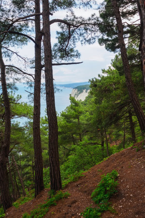 View of the sea and hills from the cliff through the pine forestの写真素材
