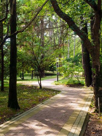 walking path in the Sochi Arboretum in summerの写真素材