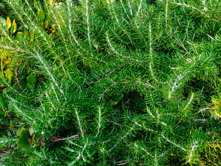 branches of rosemary bush in the gardenの写真素材