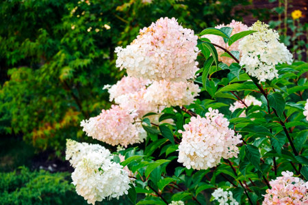 blooming pink and white hydrangea. A bush in the garden in summer. Selective focusの写真素材
