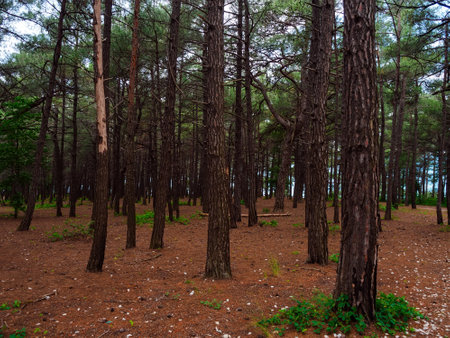 Grove of Pitsunda pine in summerの写真素材