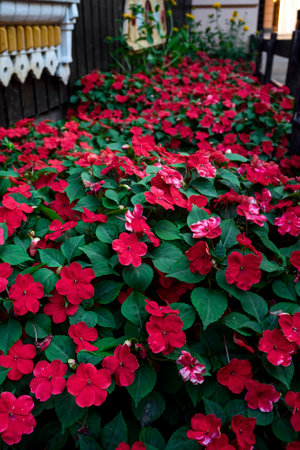 Ampel red balsamines on a flower bed in the garden in summerの写真素材