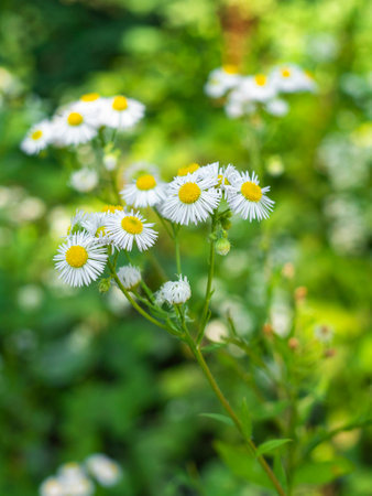 Erigeron annuus (Phalacroloma annuum) in the forest in summer