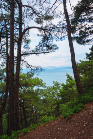 beautiful sea view from a high cliff, pine groveの写真素材