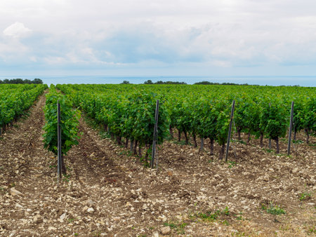 view of the vineyards and the sea in cloudy weatherの写真素材