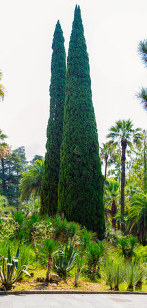 old tall cypresses in the arboretum in summer - panoramaの写真素材