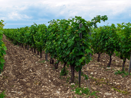 beautiful view of the vineyards and the sea in summerの写真素材