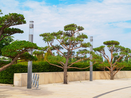 nivaki pines in a public park in summer