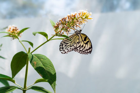 Beautiful idea leuconoe butterfly drinks nectar from white flowers