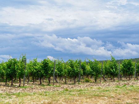 vineyards and hills in summerの写真素材